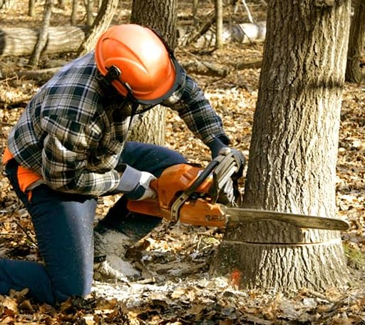 Tree Removal in Porterville, MS
